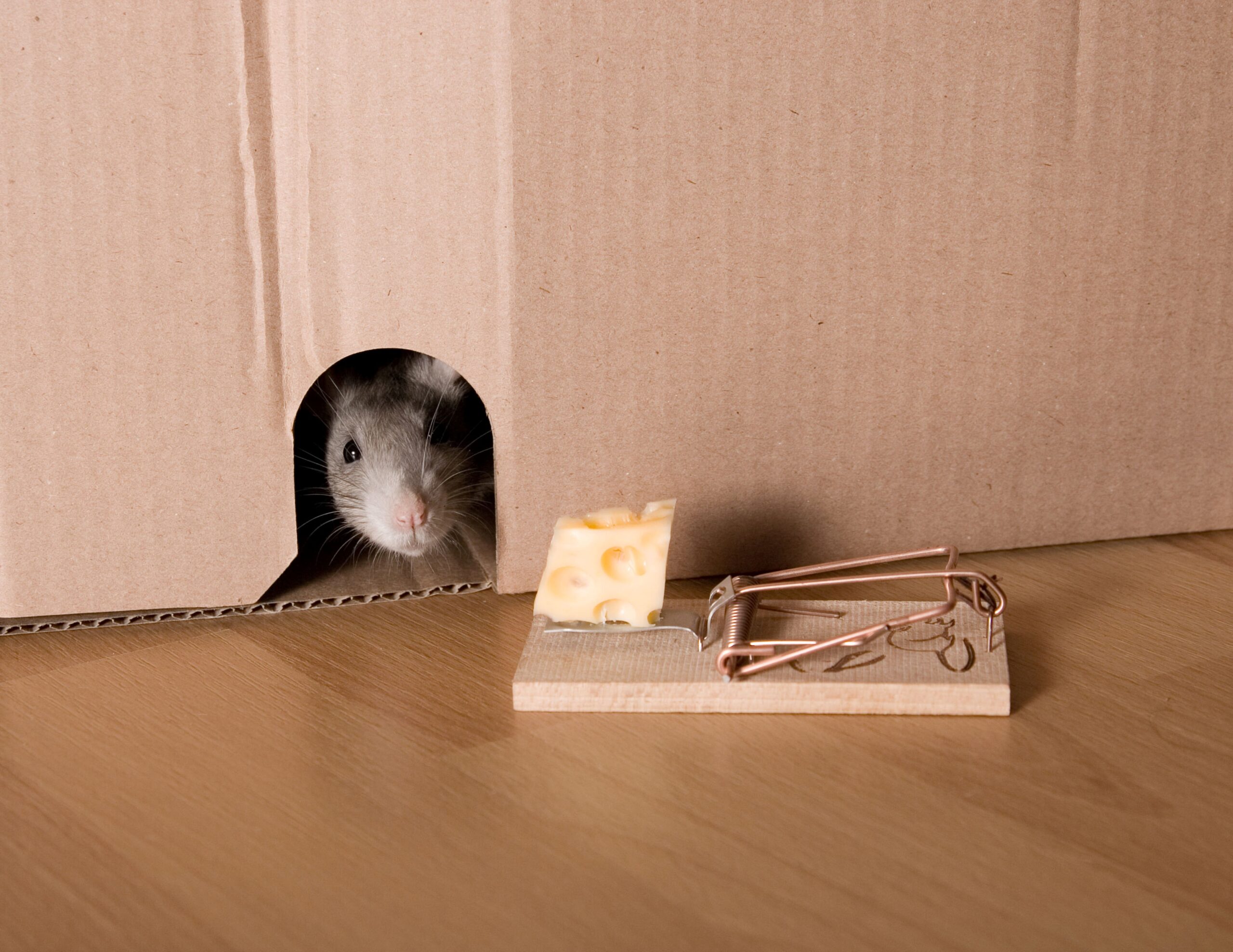 Maus schaut aus einem Versteck in einem Karton, daneben eine Holzfalle mit Käse als Köder