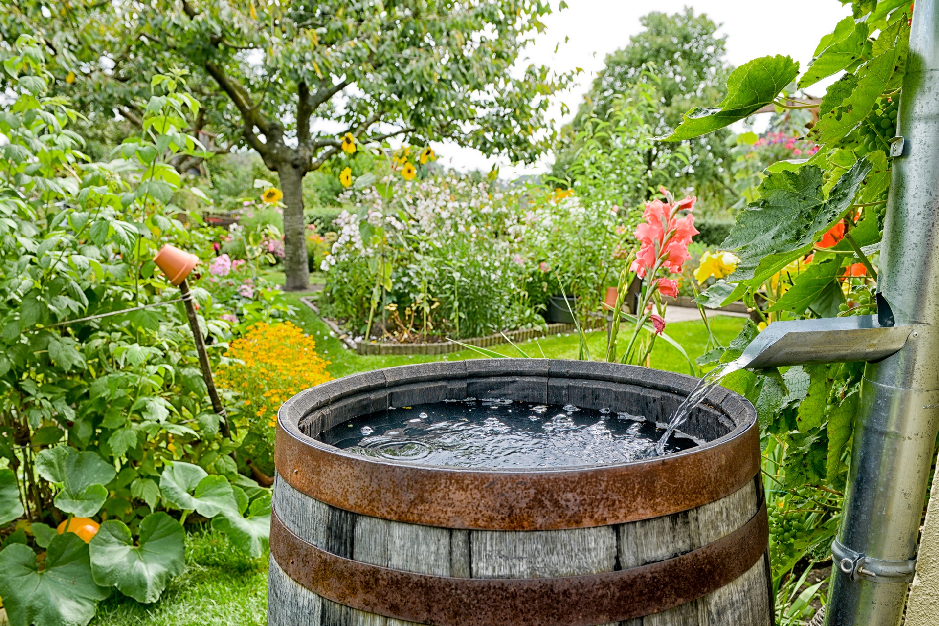 Regentonne sammelt Wasser in blühendem Garten | Hauswasserwerk Pumpe