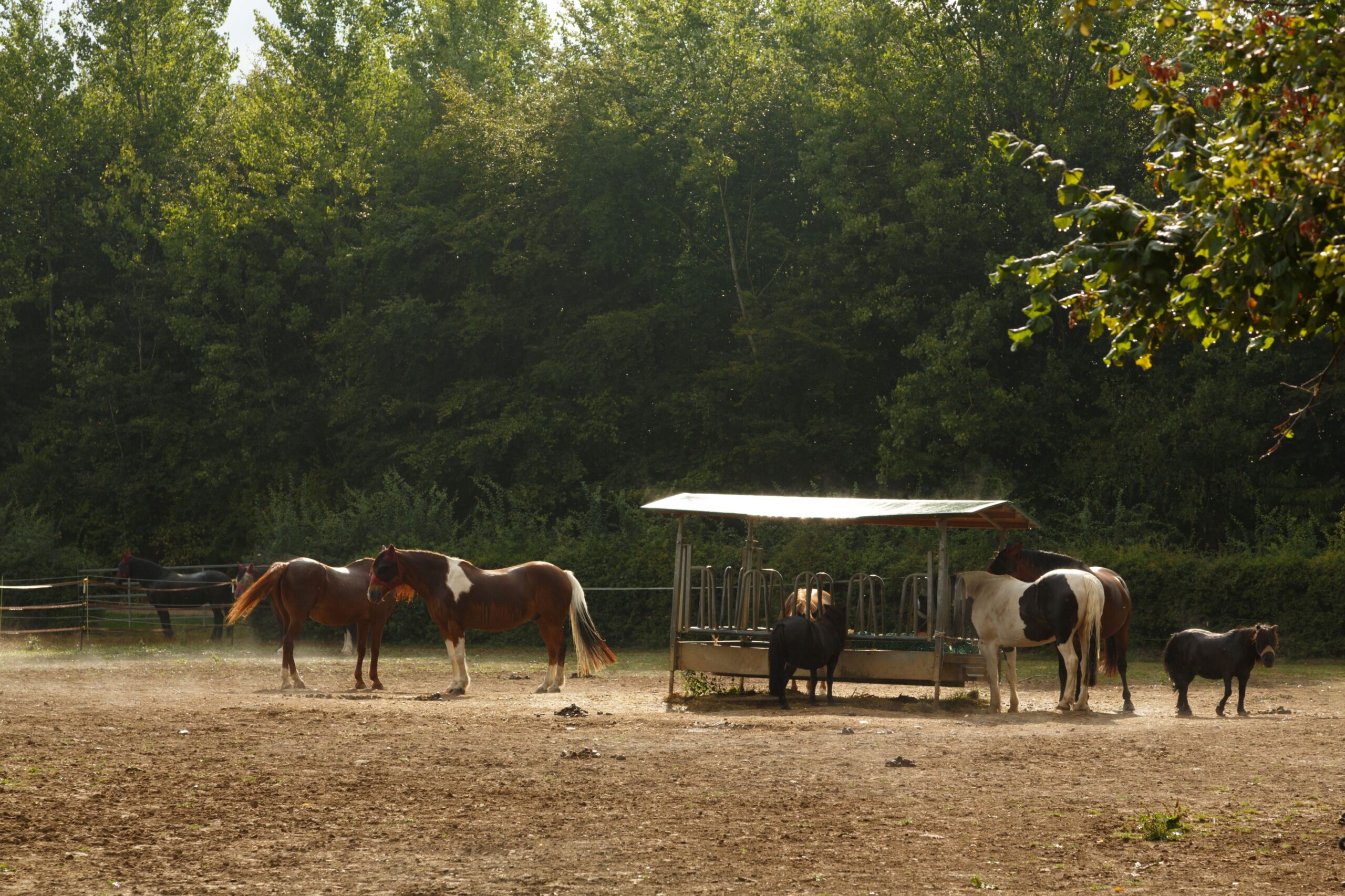 Mehrere Pferde fressen gemeinsam aus einer überdachten Heuraufe auf einer Weide