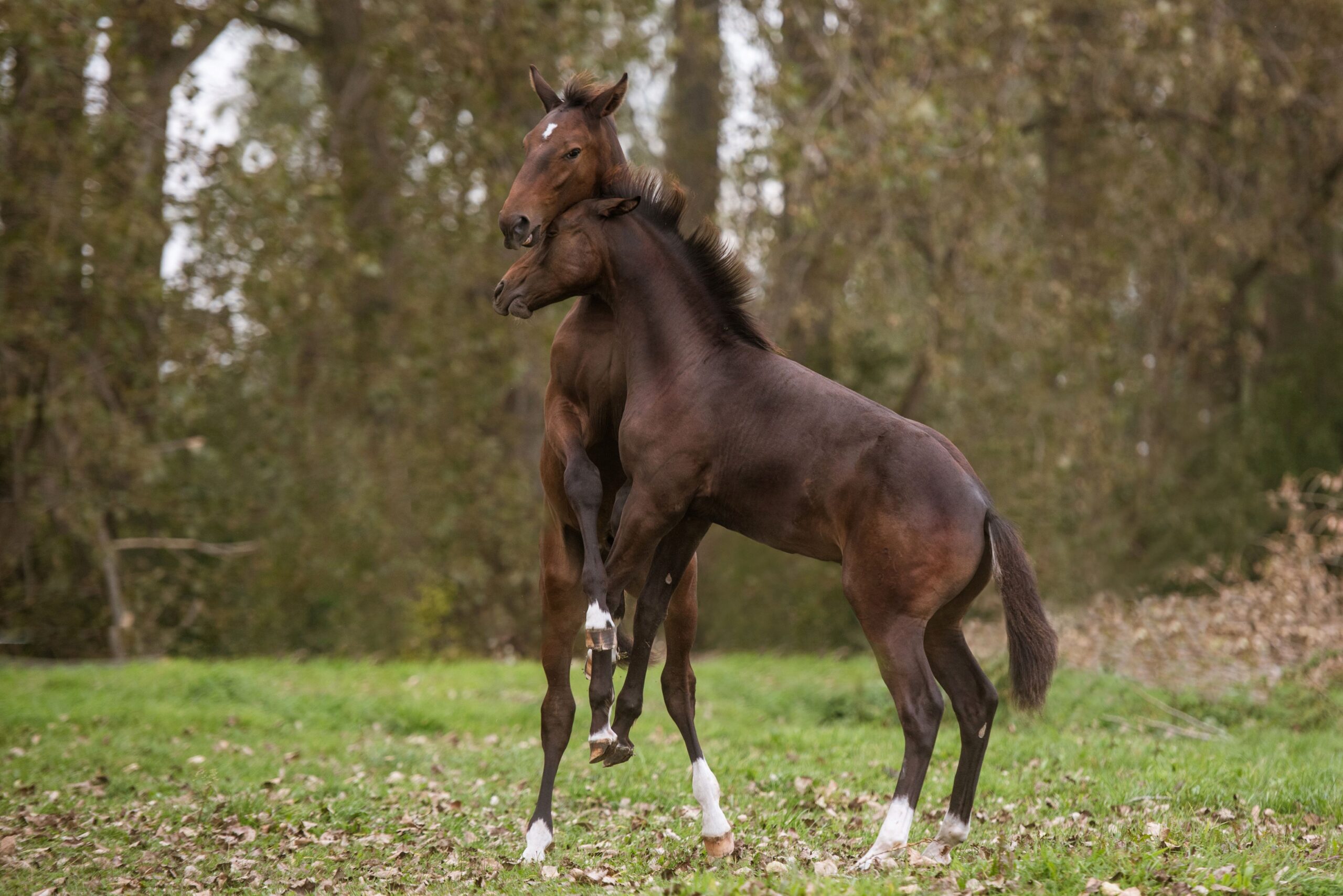 Zwei spielende Pferde zeigen Kraft und Vitalität auf einer grüne Weide im Herbst