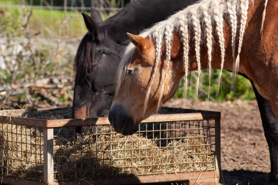 Zwei Pferde fressen gemeinsam aus einer stabilen Heuraufe aus Metall im Offenstall